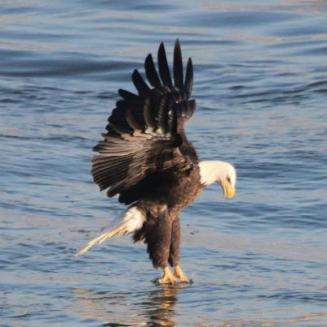 White headed big black flapper fishing. Click on the photo to learn more about these raptors.